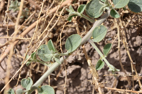 Caper Bush