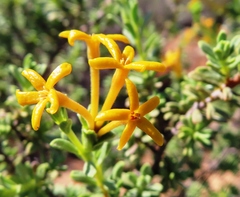 Lasiosiphon deserticola