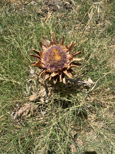 Avistamiento Alcaucil (alcachofa silvestre)