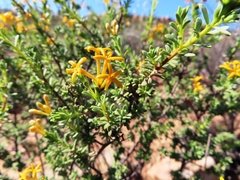 Lasiosiphon deserticola