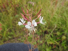 Oenothera gaura