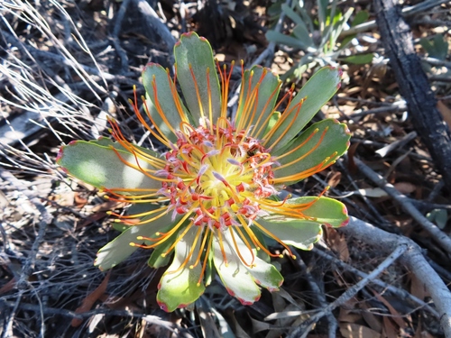 Image of Leucospermum praemorsum by (c) linkie, some rights reserved (CC BY)