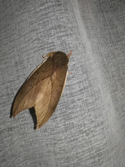 Automeris zugana