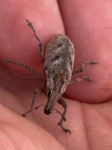 Large Thistle Weevil