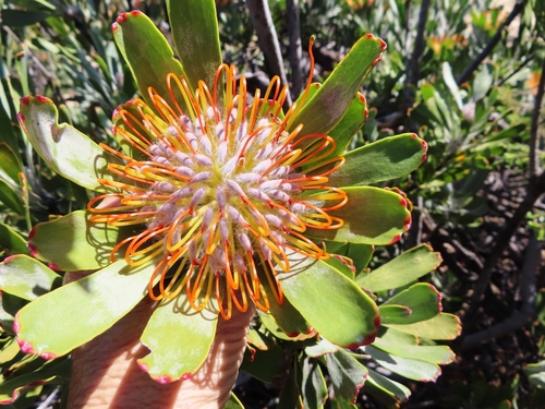 Image of Leucospermum praemorsum by (c) linkie, some rights reserved (CC BY)
