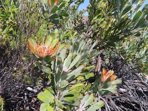 Image of Leucospermum praemorsum by (c) linkie, some rights reserved (CC BY)