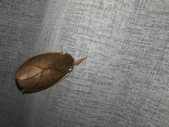Automeris zugana