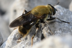 Pterallastes thoracicus