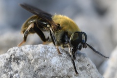 Pterallastes thoracicus