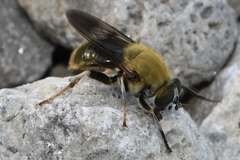 Pterallastes thoracicus