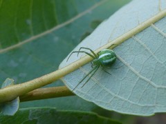 Araneus juniperi