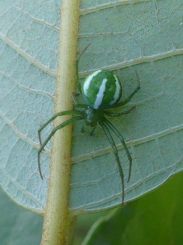 Juniper Orbweaver