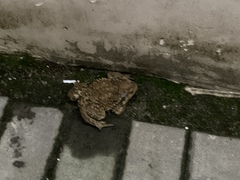 Bufo gargarizans
