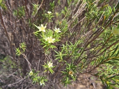 Diosma acmaeophylla