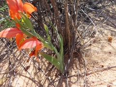 Gladiolus speciosus