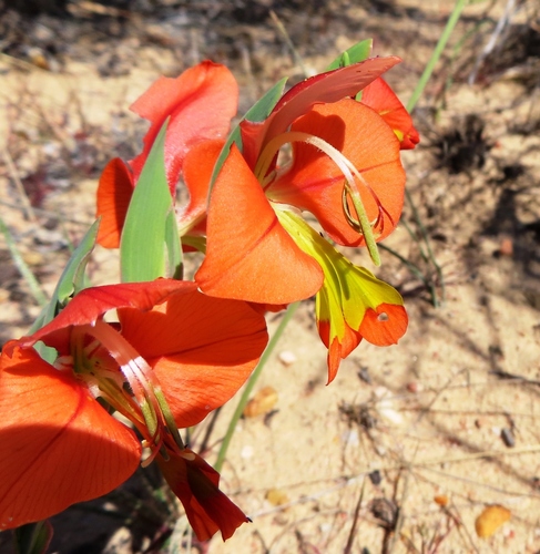 Image of Pied Kalkoentjie by (c) linkie, some rights reserved (CC BY)