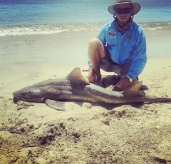 Triakis megalopterus