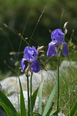 Iris pallida illyrica