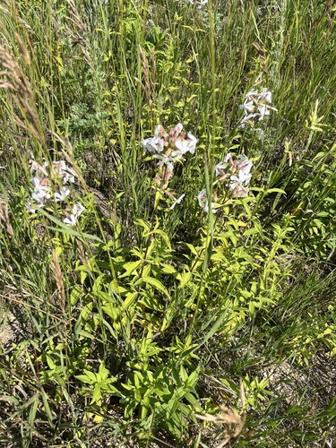 common soapwort