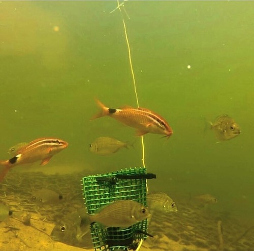 Rosy goatfish (Parupeneus rubescens) — Mullidae