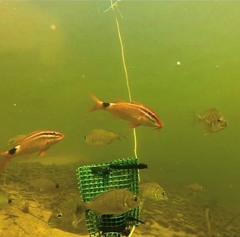 Parupeneus rubescens