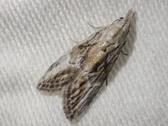 Nola paroxynta