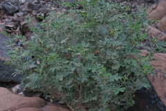 Tephrosia apollinea