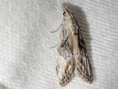 Nola paroxynta