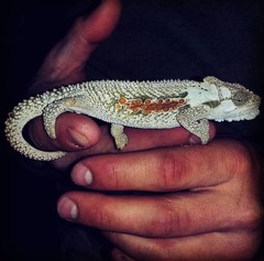 Bradypodion ventrale