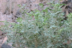 Tephrosia apollinea
