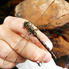 Pinheyschna subpupillata