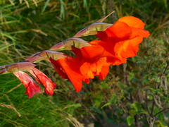 Gladiolus × hortulanus