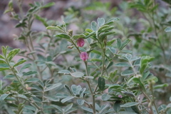Tephrosia apollinea