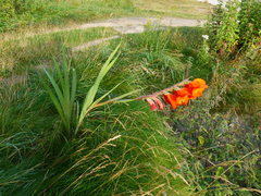 Gladiolus × hortulanus