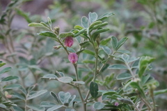 Tephrosia apollinea