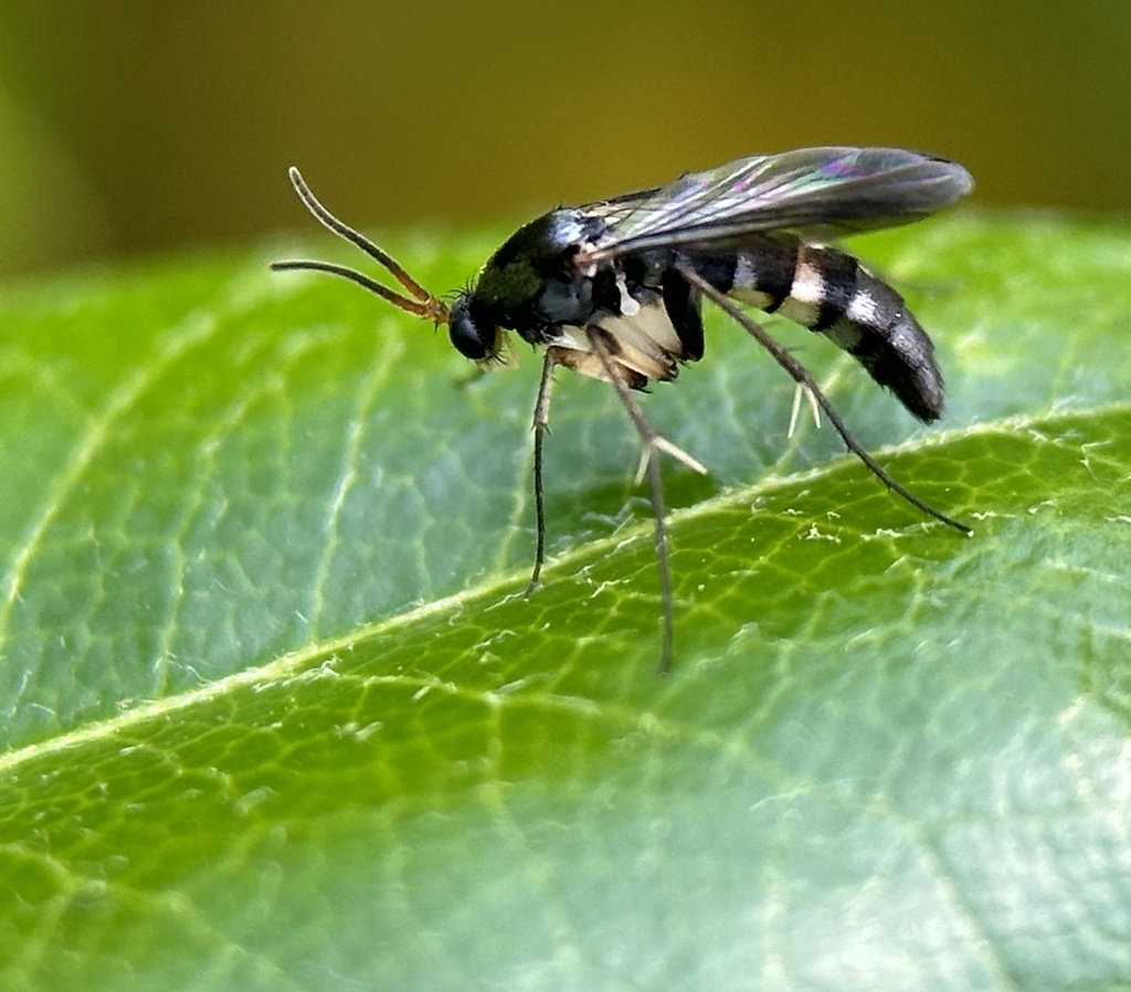 Allactoneura akasakana