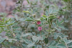 Tephrosia apollinea