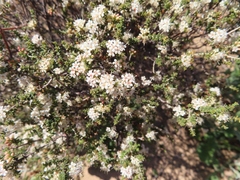 Macrostylis crassifolia