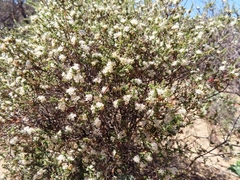 Macrostylis crassifolia