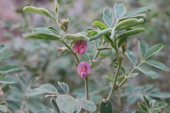 Tephrosia apollinea