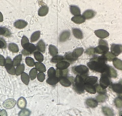 Podospora collapsa