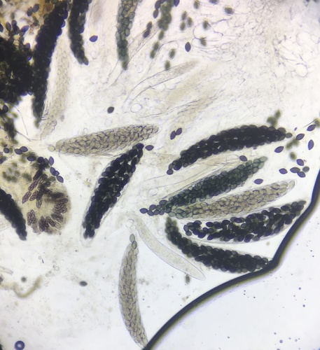 Podospora collapsa