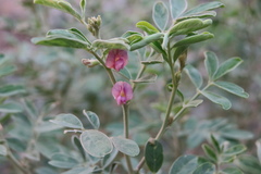 Tephrosia apollinea