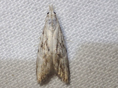 Nola paroxynta