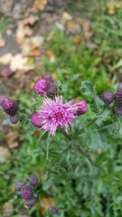 Cirsium arvense