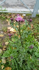 Cirsium arvense