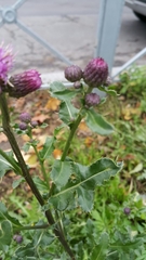 Cirsium arvense
