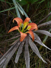 Lilium catesbaei image