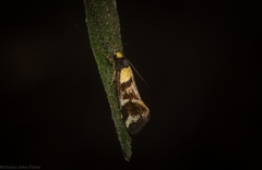 Epithymema helias