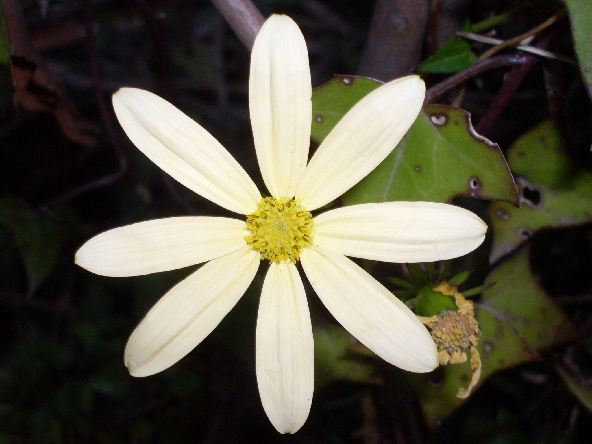 Senecio Macroglossus (Senecio macroglossus)